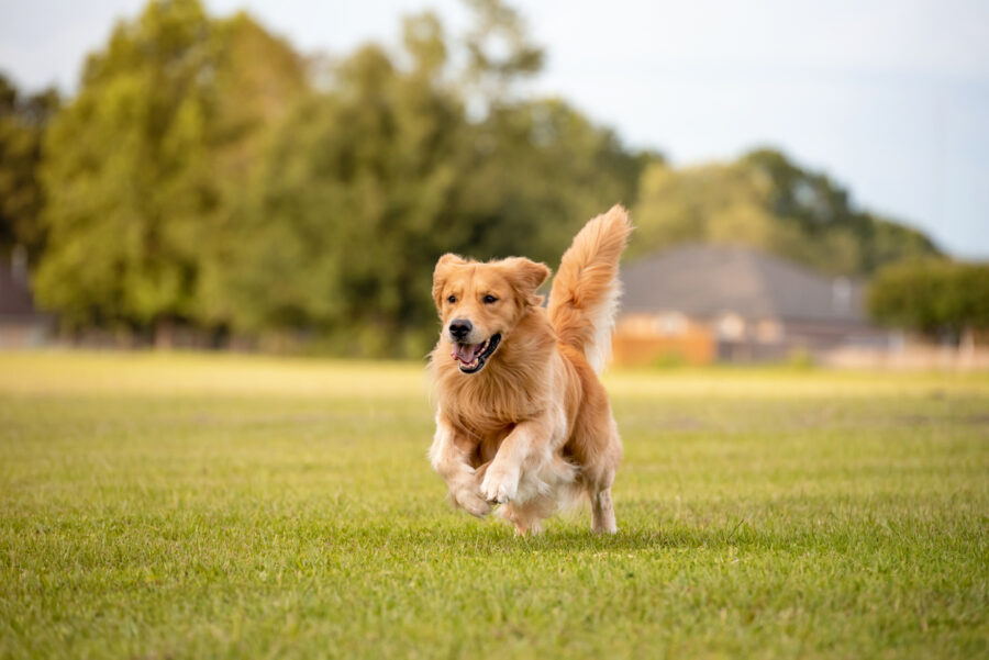 Pet Custody After a Divorce in Los Angeles